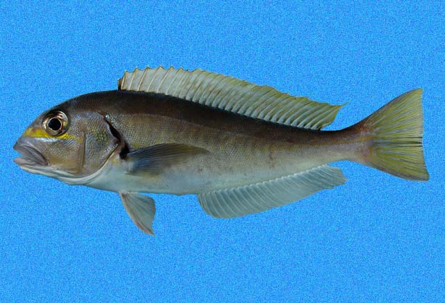 (Caulolatilus) Род КАБЕЗОНЫ 11 видов